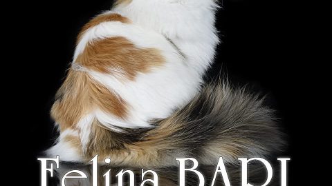 FelinaBari